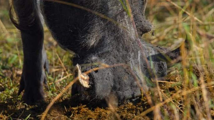 在马赛马拉国家保护区，疣猪的慢动作特写镜头充满了动物粪便/粪便的嘴