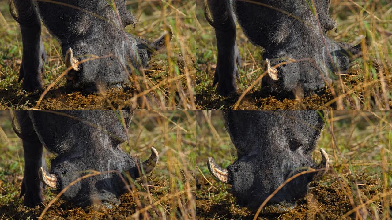 在马赛马拉国家保护区，疣猪的慢动作特写镜头充满了动物粪便/粪便的嘴