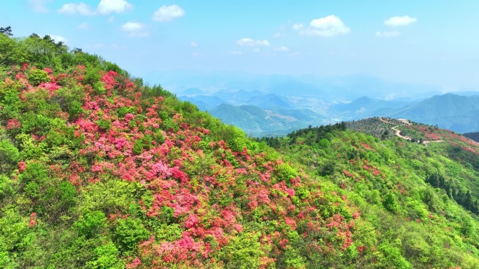 航拍浙江杭州桐庐杜鹃花 春色 乡村美景