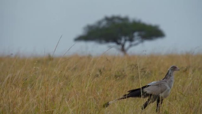 在马赛马拉国家保护区的晴空中，鸟在草地上行走
