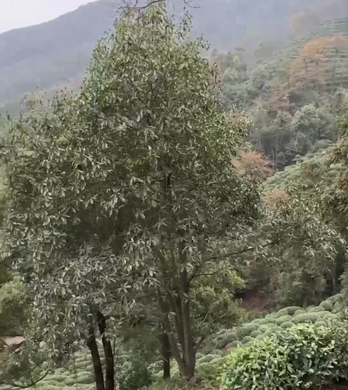 杭州西湖龙井茶山风景