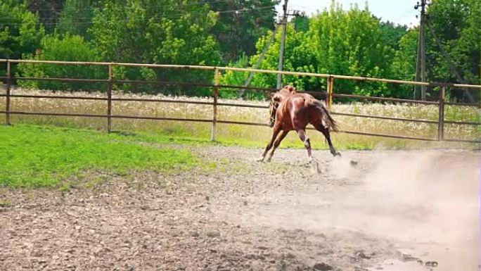 年轻的棕色马，顽固的性格在围场中奔跑