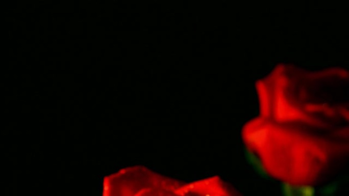 红玫瑰的特写镜头，水滴，浅底
