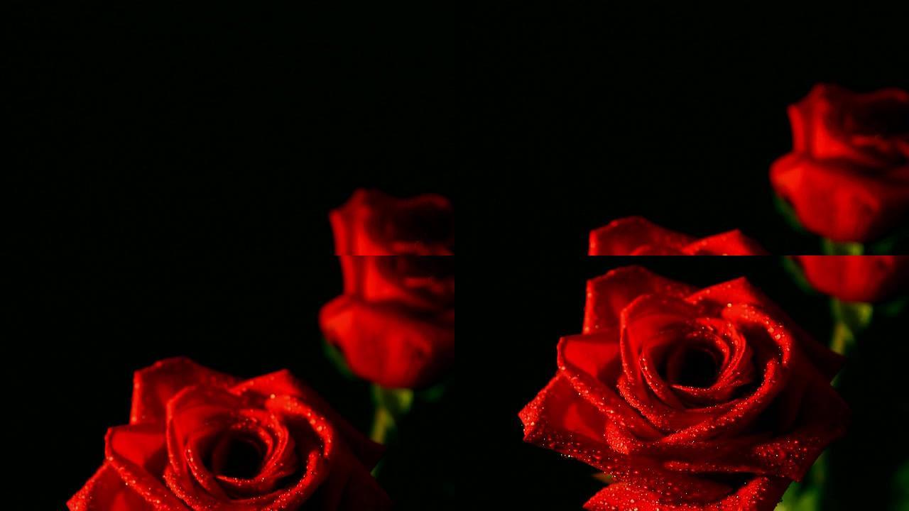 红玫瑰的特写镜头，水滴，浅底