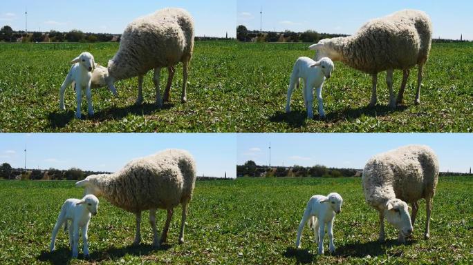 新生羔羊和他的母亲