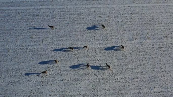 白雪皑皑的农田上的羊群鱼籽，空中