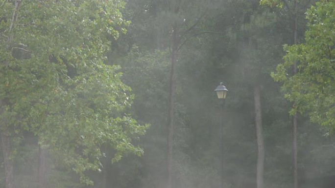 灯柱和树木前升起的环境雾-HD