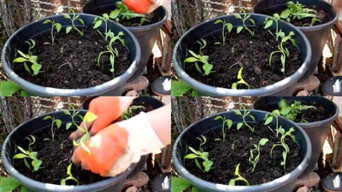 种植胡椒幼苗，高清