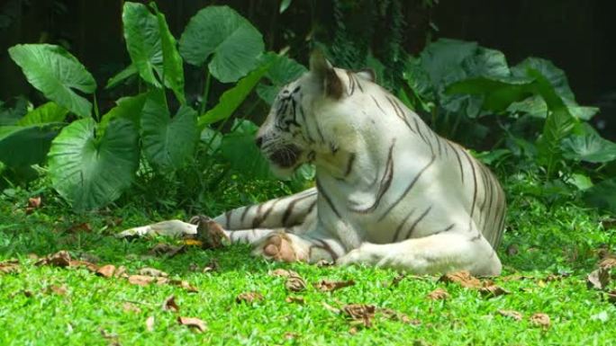 与白虎在野外丛林中的放松时刻。
