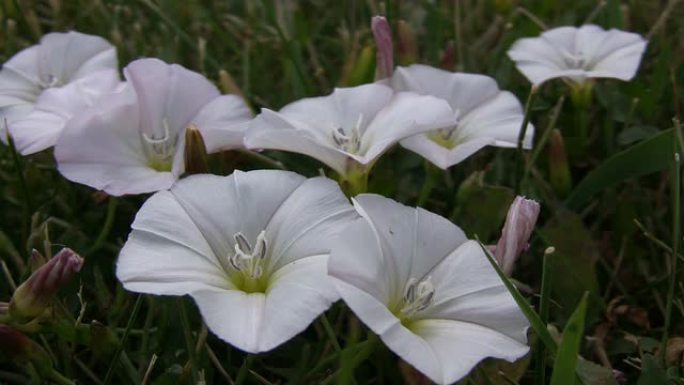 一些田野花正在吸收阳光 (高清晰度)