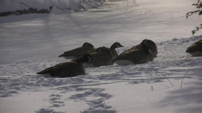 雪中休息的鹅的冬季风景 (高清)