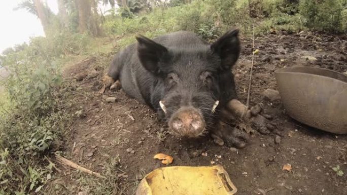 低角度近距离观察巨大的黑猪的脸头，尖牙的嘴张开，躺在泥土地上，食物和水桶被大自然包围，白天在野外绿色