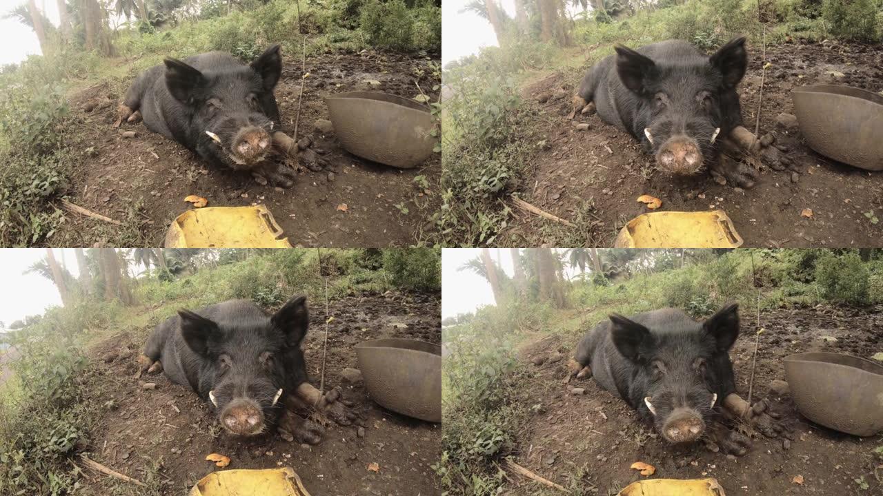 低角度近距离观察巨大的黑猪的脸头，尖牙的嘴张开，躺在泥土地上，食物和水桶被大自然包围，白天在野外绿色