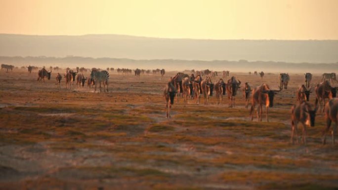 一群牛羚徒步穿越干燥的金色草地，肯尼亚安博塞利国家公园