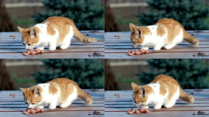 小橘子猫吃食物