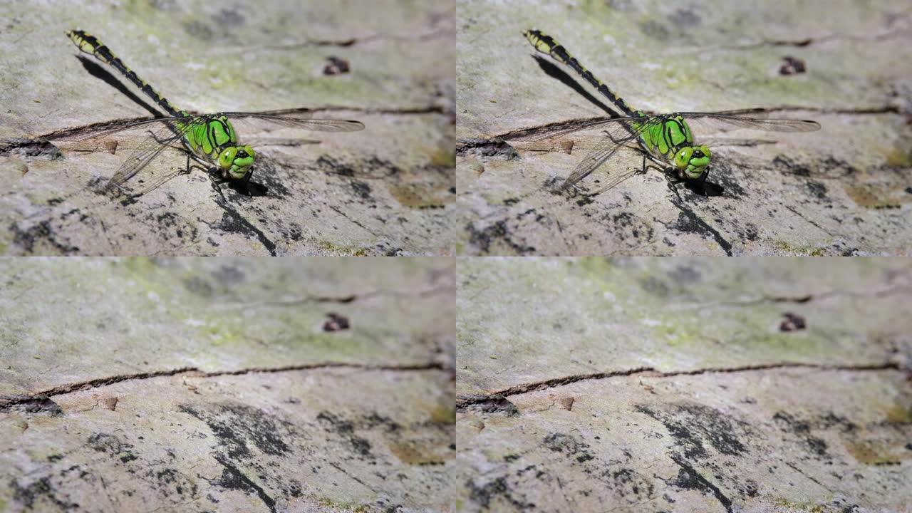 木皮的绿色蛇尾蜻蜓 (Ophiogomphus Cecilia) 的慢动作