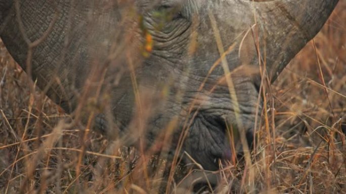 CU犀牛在内罗毕国家公园吃植物和草