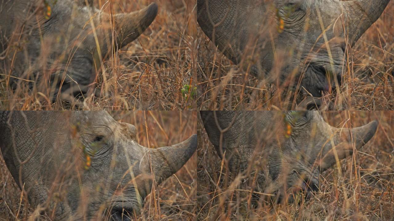 CU犀牛在内罗毕国家公园吃植物和草