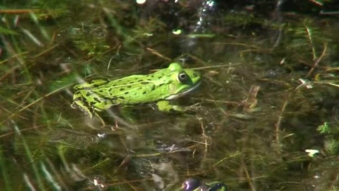 池塘里的青蛙1