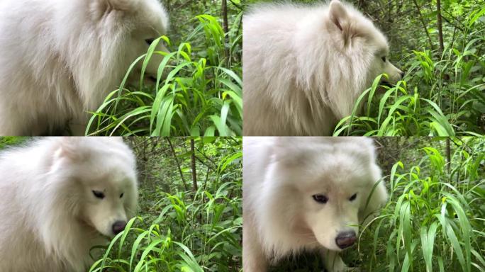 白色萨摩耶犬在春天或夏天来到绿草丛中开始食用它可以用于兽医药房宣传带有维生素的产品白色长毛和成人狗