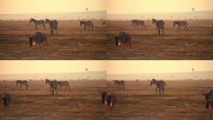 一群斑马在金色的大草原平原上放牧，两只牛羚走在前面。纪录片