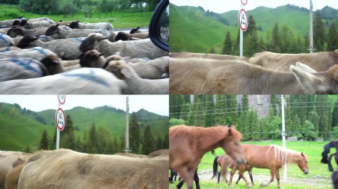 一组4K马路上羊群牛群