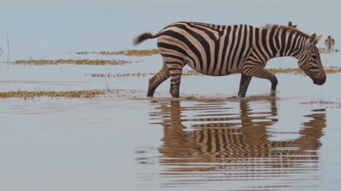斑马站在肯尼亚安博塞利国家公园的水坑里，喝水，开始散步