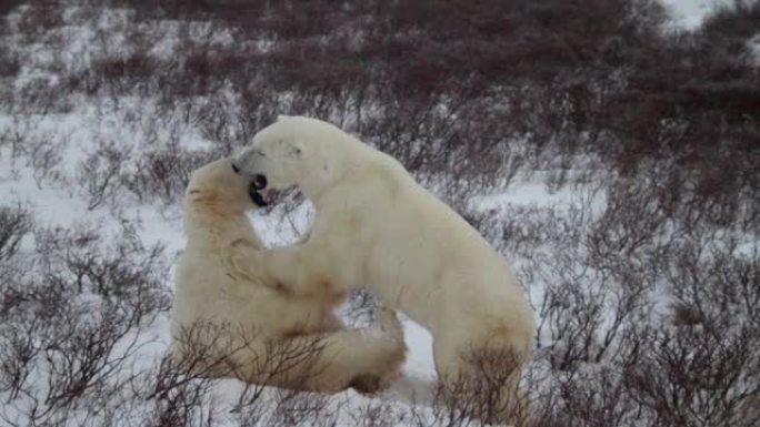 北极熊搏斗-慢动作
