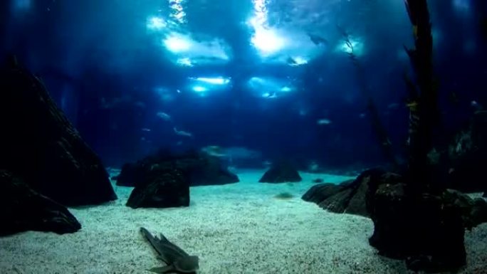 葡萄牙里斯本水族馆的鱼类，带岩石