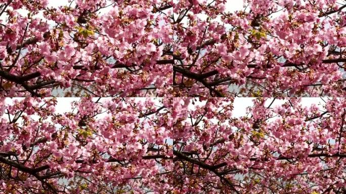 松田山上的樱花在阳光下盛开的动态镜头。