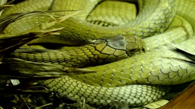 一只绿色的大眼镜王蛇蜷缩在草地上