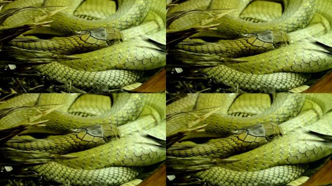 一只绿色的大眼镜王蛇蜷缩在草地上