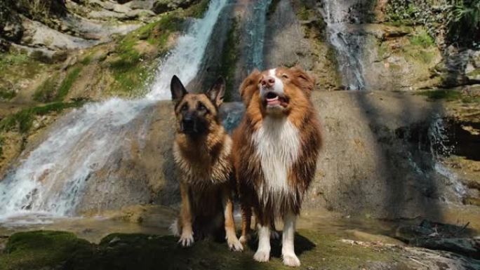 温暖阳光明媚的春日，两只纯种狗在森林的瀑布附近行走。山河和两名澳大利亚和德国牧羊人一起摆姿势。4k慢