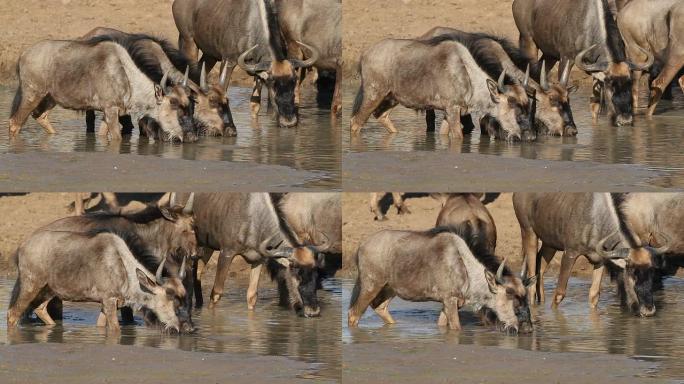 牛羚饮用水