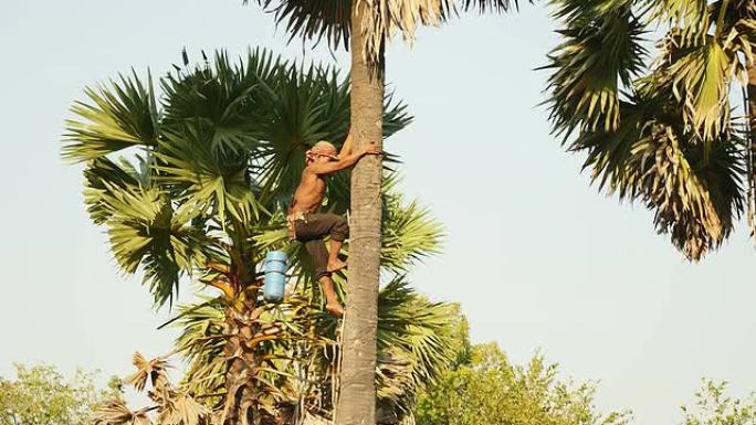 Toddy tapper收集棕榈酒后爬下棕榈树