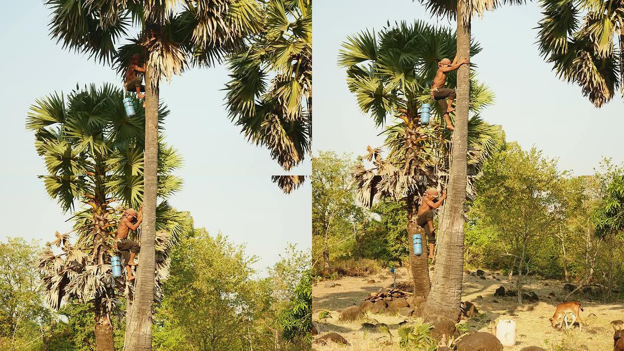 Toddy tapper收集棕榈酒后爬下棕榈树