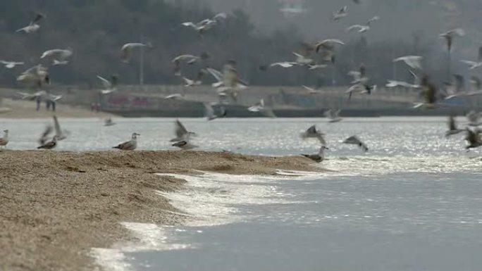 受惊的海鸥群从海边飞来