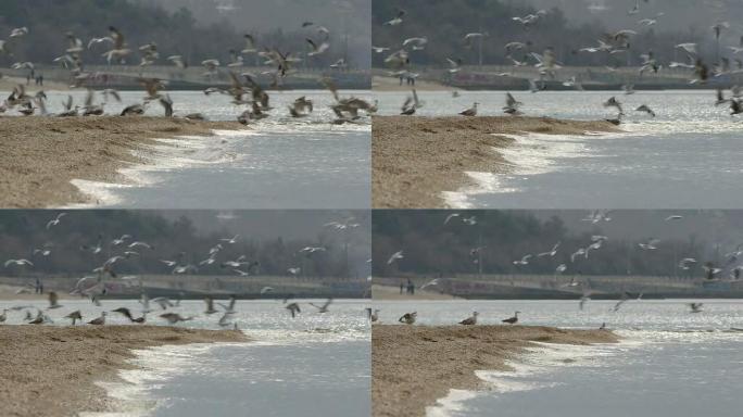 受惊的海鸥群从海边飞来