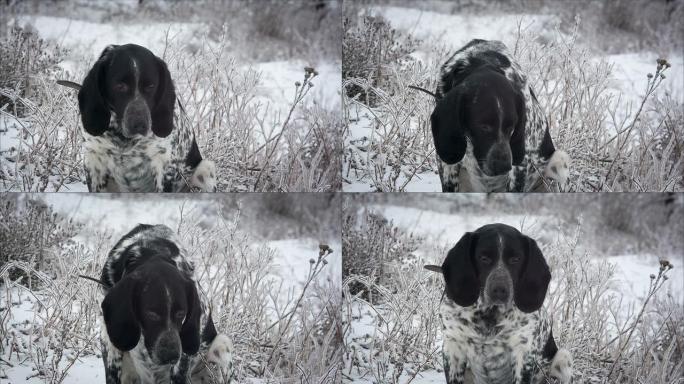 斑点狗坐在雪地里