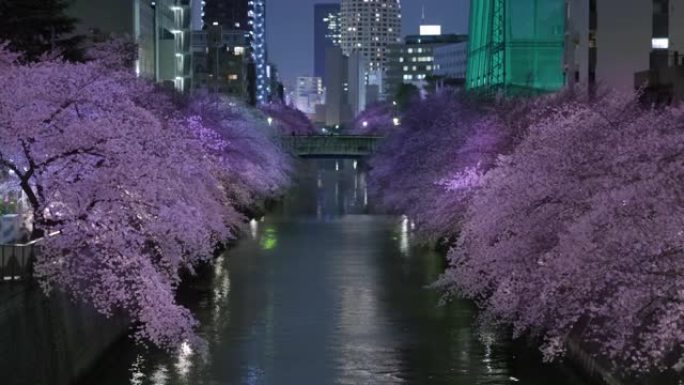 夜盛开的樱花在目黑河上随风摇曳