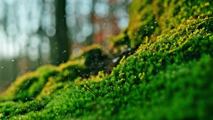 雨滴溅到充满活力的绿色苔藓上