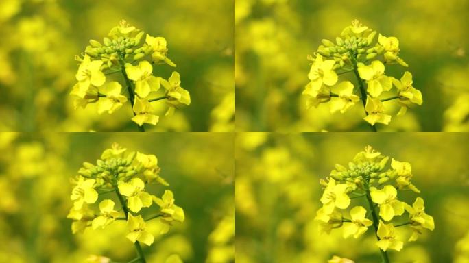 金黄色油菜花特写蜜蜂采蜜油菜花特写