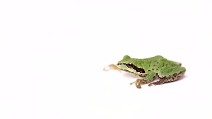 小绿树蛙