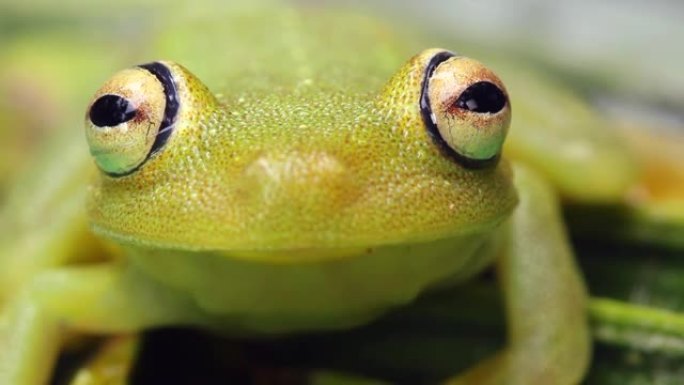 粗皮绿树蛙 (Hypsiboas cinerascens)