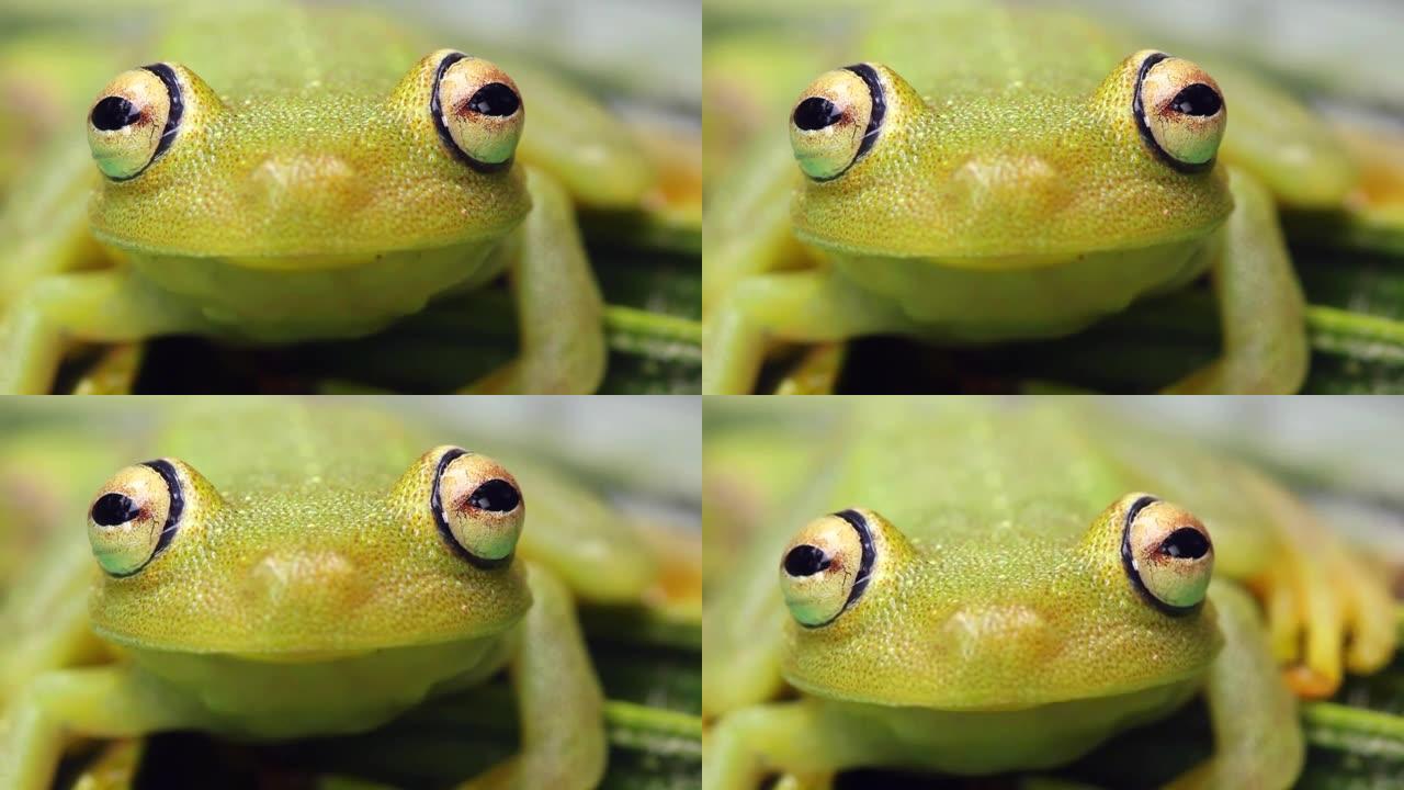 粗皮绿树蛙 (Hypsiboas cinerascens)