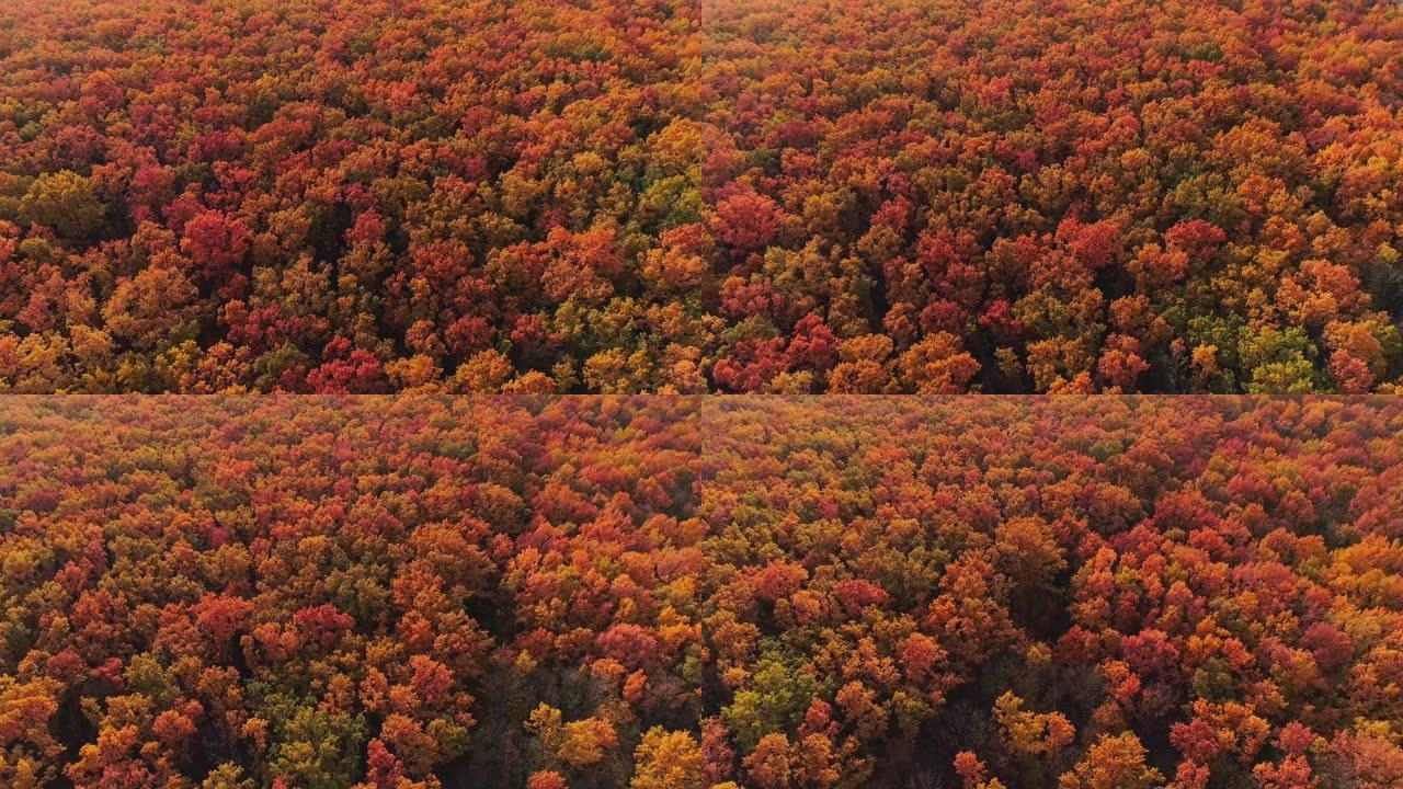 秋季森林立交桥秋季自然彩树