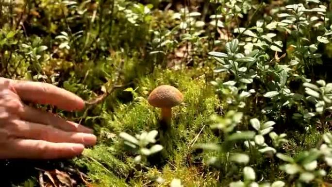 蘑菇采摘