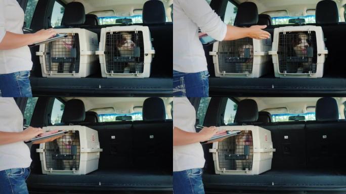 一个女人用平板电脑，站在一辆汽车的后备箱里，那里有细胞和小狗。宠物的销售和运送