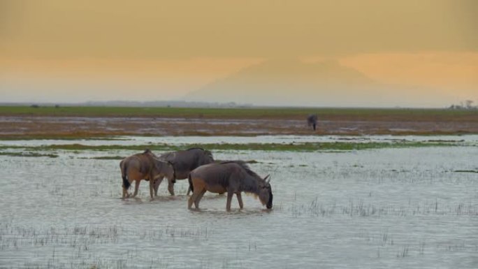 肯尼亚安博塞利国家公园，三只牛羚站在水坑中喝酒，日落时背景的山脉