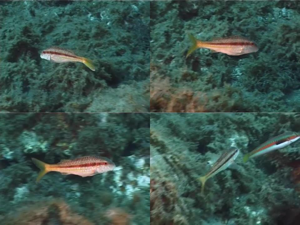 Mullus fish 06 - PAL